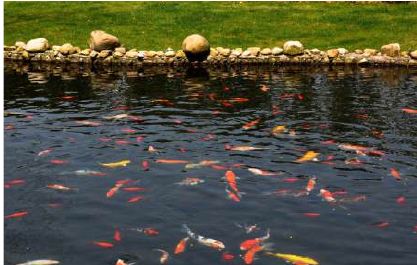 Balıkçılık ve peyzaj termostatik sistem uygulaması